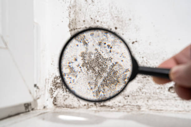 Trusted Hoxie, AR Mold Remediation Experts